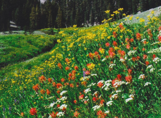 A field of flowers blossoming happily. Provided by Our Beautiful Earth. 
